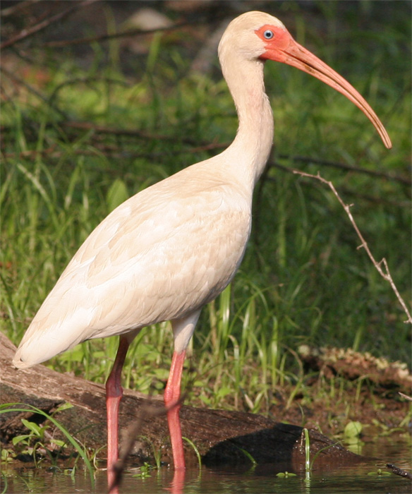 White Ibis wading, Brier Creek, Burke County GA White Ibis wading, Brier Creek, Burke County GA